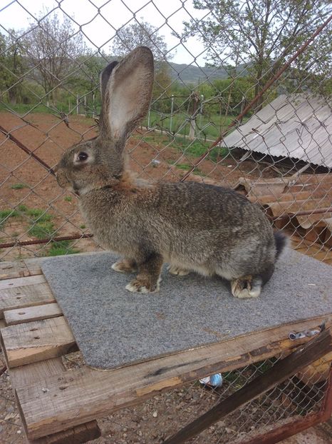 IMG-20170427-WA0007 - 02-05-2017