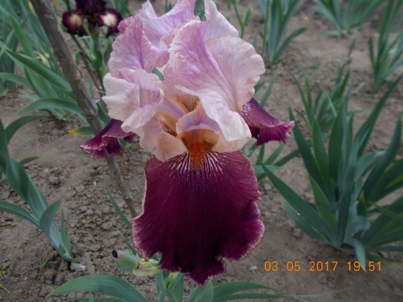 latin lover - IRISI BARBATA ELATIOR SI INTERMEDIA  2017