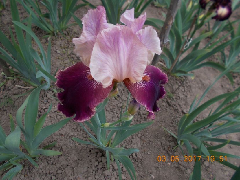 latin lover - IRISI BARBATA ELATIOR SI INTERMEDIA  2017