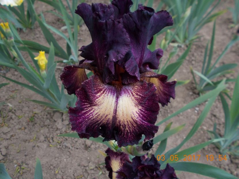 epicenter - IRISI BARBATA ELATIOR SI INTERMEDIA  2017