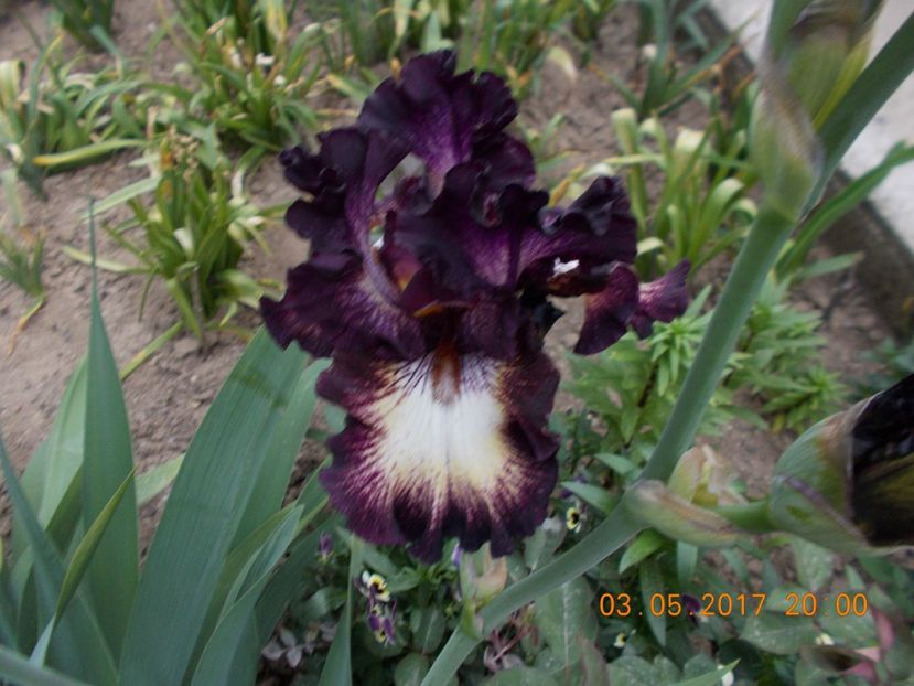 select circle - IRISI BARBATA ELATIOR SI INTERMEDIA  2017