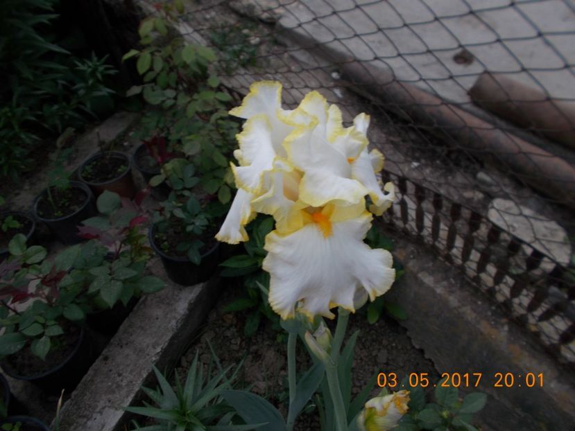 bride's  hallo - IRISI BARBATA ELATIOR SI INTERMEDIA  2017