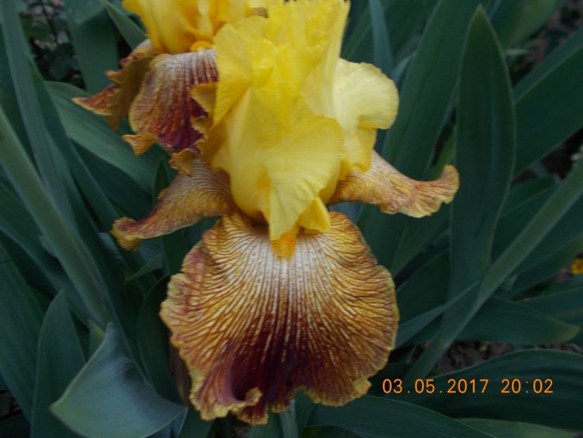 timbertone - IRISI BARBATA ELATIOR SI INTERMEDIA  2017