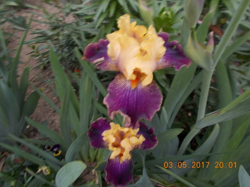 devil's riot - IRISI BARBATA ELATIOR SI INTERMEDIA  2017