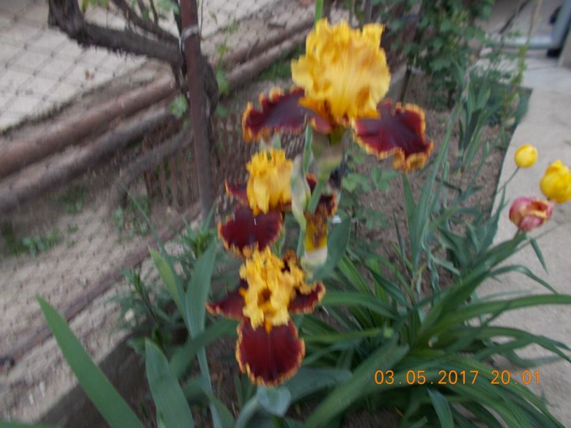 stop the traffic - IRISI BARBATA ELATIOR SI INTERMEDIA  2017