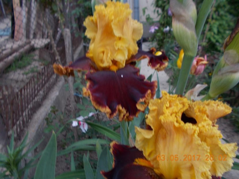 stop the traffic - IRISI BARBATA ELATIOR SI INTERMEDIA  2017