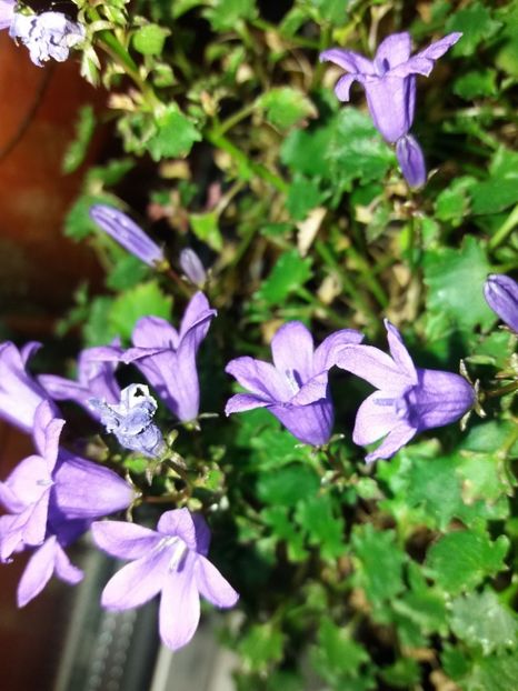  - Florile mele mai 2017