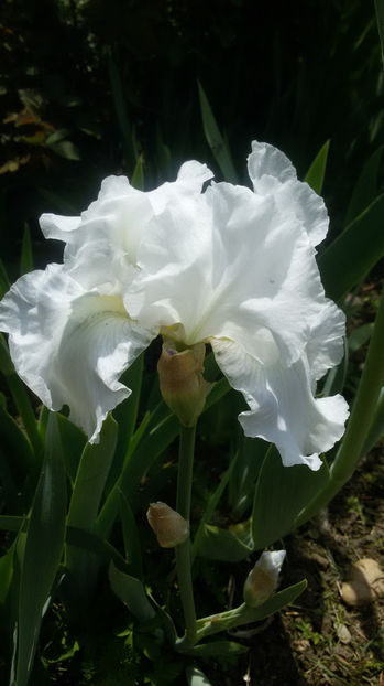 tmp_6310-20170502_132711-743404980 - irisi 2017