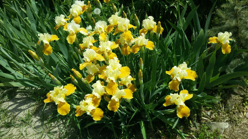 tmp_6310-20170503_124316244498293 - irisi 2017