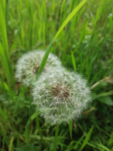  - La tara in mai 2017