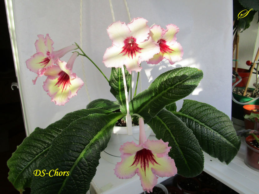 DS-Chors(4-05-2017) - Streptocarpusi 2017