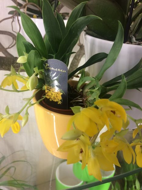 Promenea - Expozitie de Orhidee