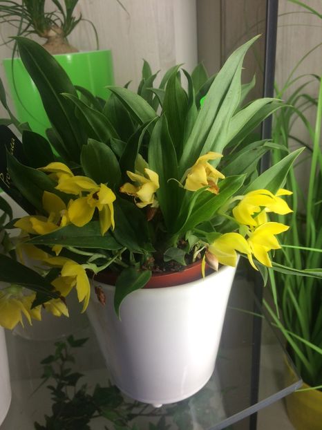 Promenea 2.05.2017 - Expozitie de Orhidee