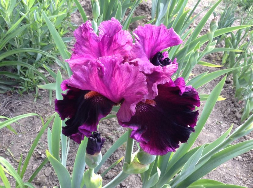 Accessible - Irisi 2017