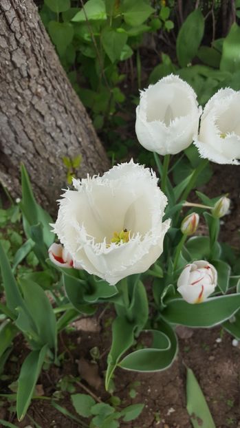  - Lalele zambile narcise