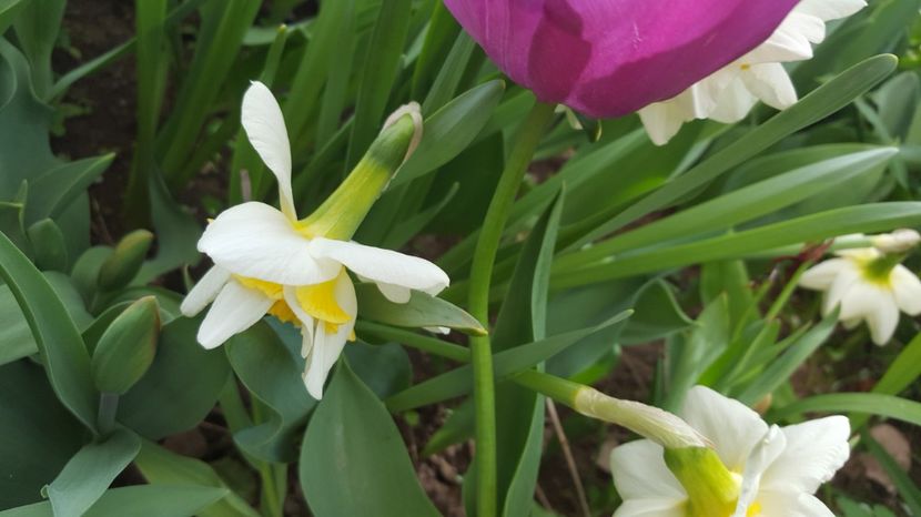  - Lalele zambile narcise