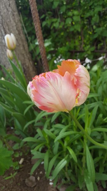  - Lalele zambile narcise