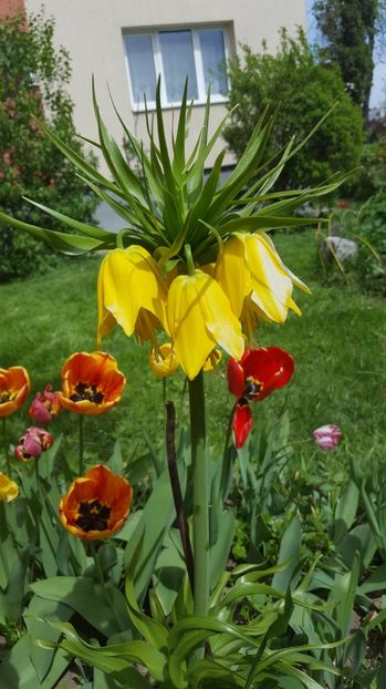  - Lalele zambile narcise