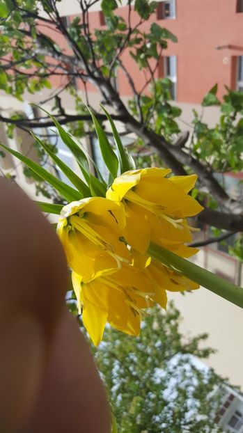  - Lalele zambile narcise