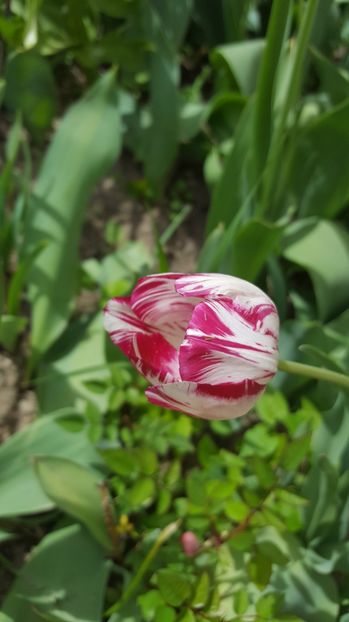  - Lalele zambile narcise