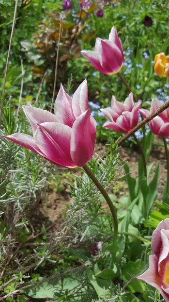  - Lalele zambile narcise