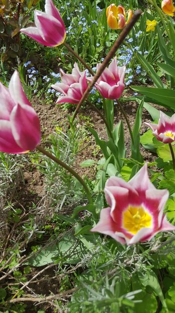  - Lalele zambile narcise