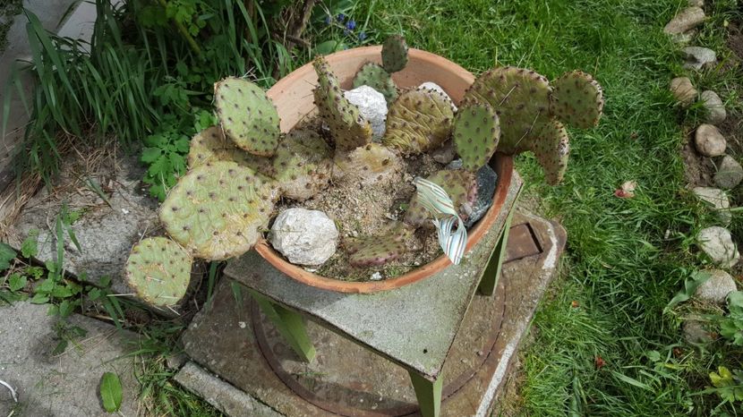  - Opuntia humifusa