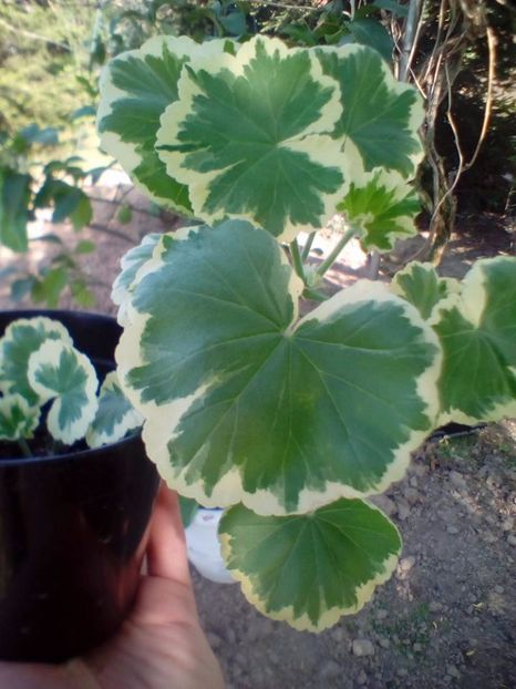 Muscata cu frunze vargate galben cu verde - plante de interior