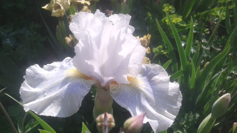 nr 4 disponibil 3 lei - irisi 2017