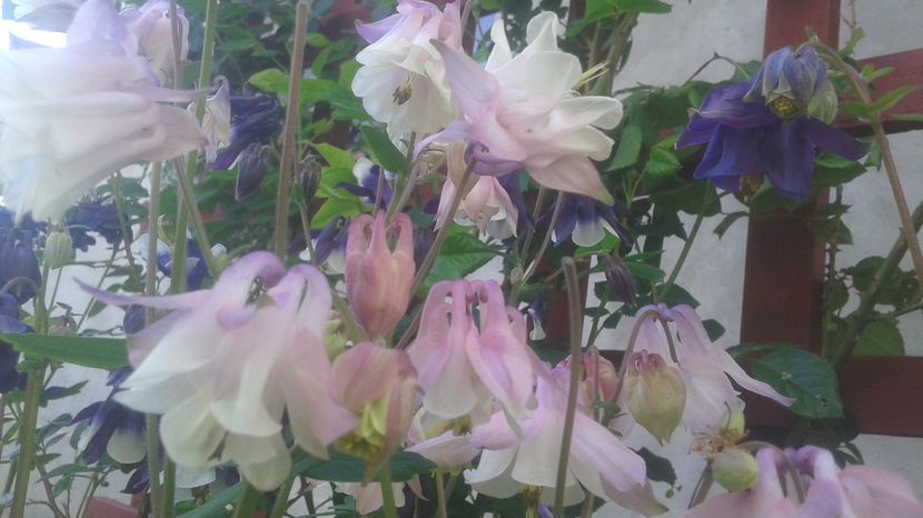  - aquilegia 2017