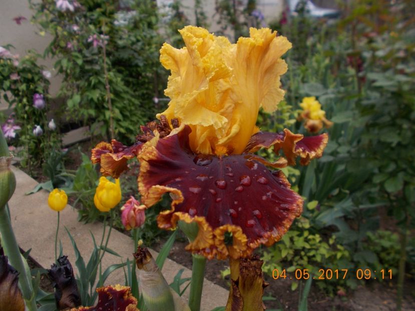  - IRISI BARBATA ELATIOR SI INTERMEDIA  2017