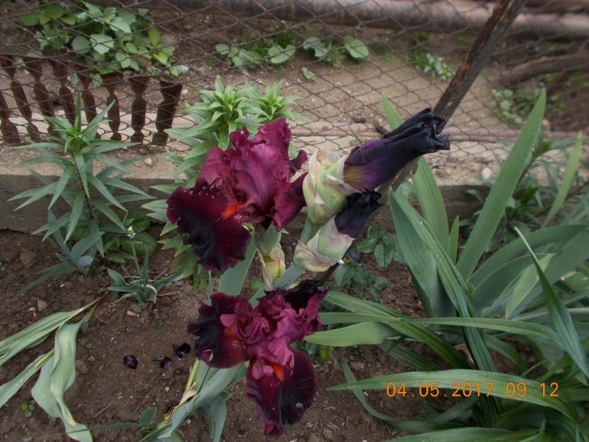 wearing rubies - IRISI BARBATA ELATIOR SI INTERMEDIA  2017