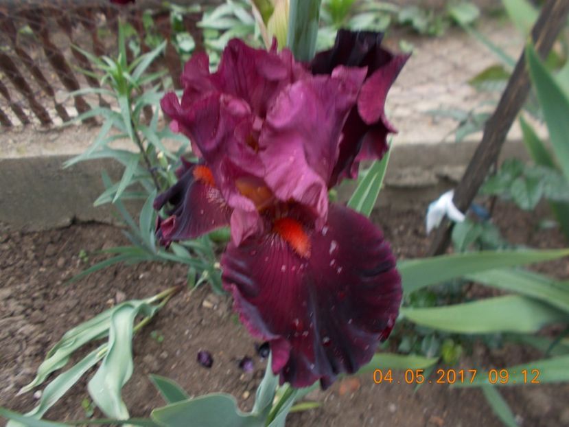  - IRISI BARBATA ELATIOR SI INTERMEDIA  2017