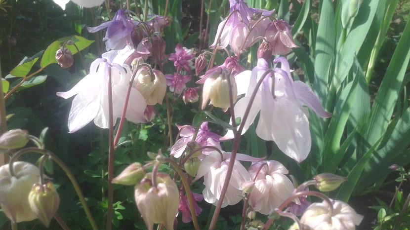  - aquilegia 2017