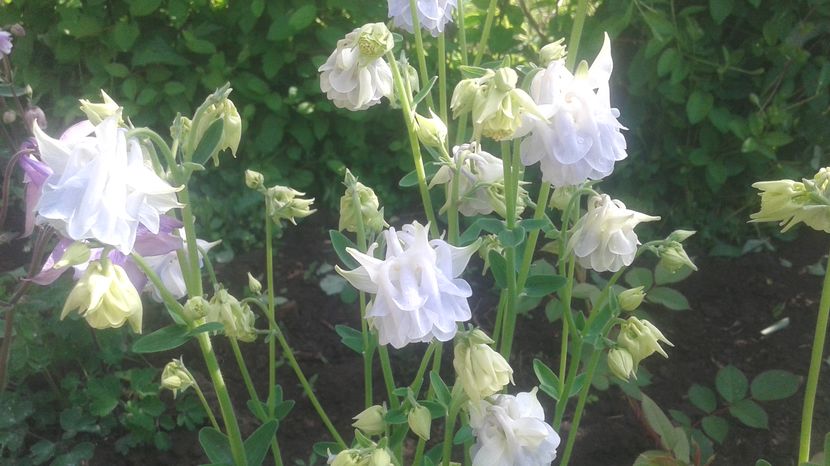  - aquilegia 2017