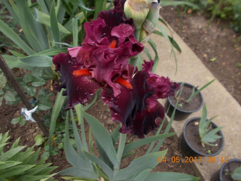  - IRISI BARBATA ELATIOR SI INTERMEDIA  2017