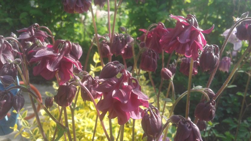  - aquilegia 2017