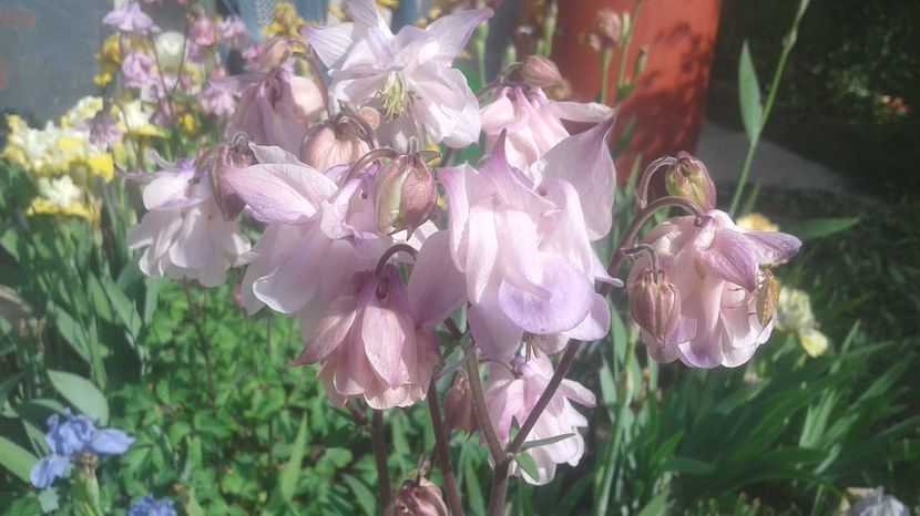  - aquilegia 2017