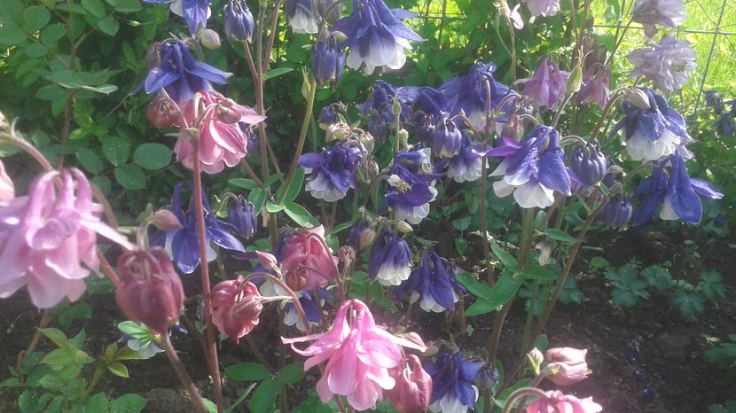 - aquilegia 2017