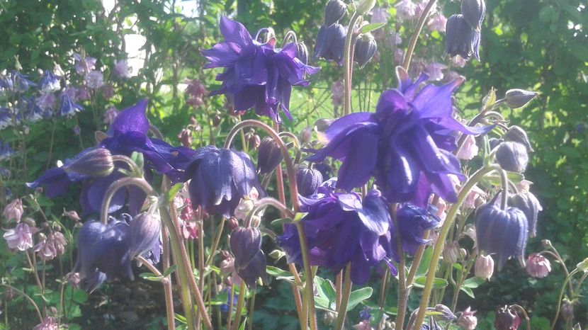  - aquilegia 2017