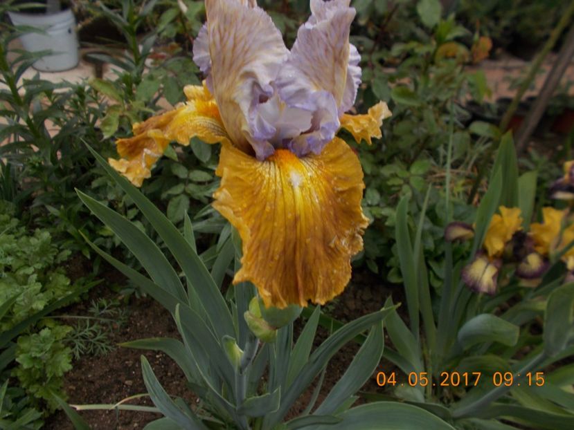 affaire - IRISI BARBATA ELATIOR SI INTERMEDIA  2017