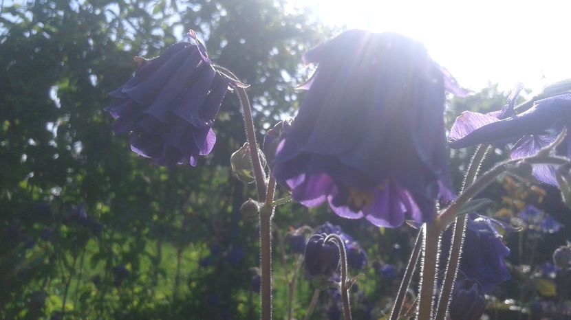  - aquilegia 2017