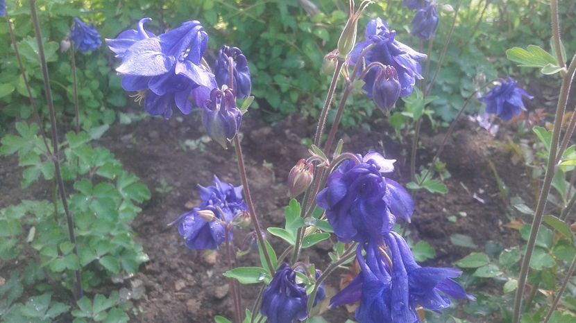  - aquilegia 2017