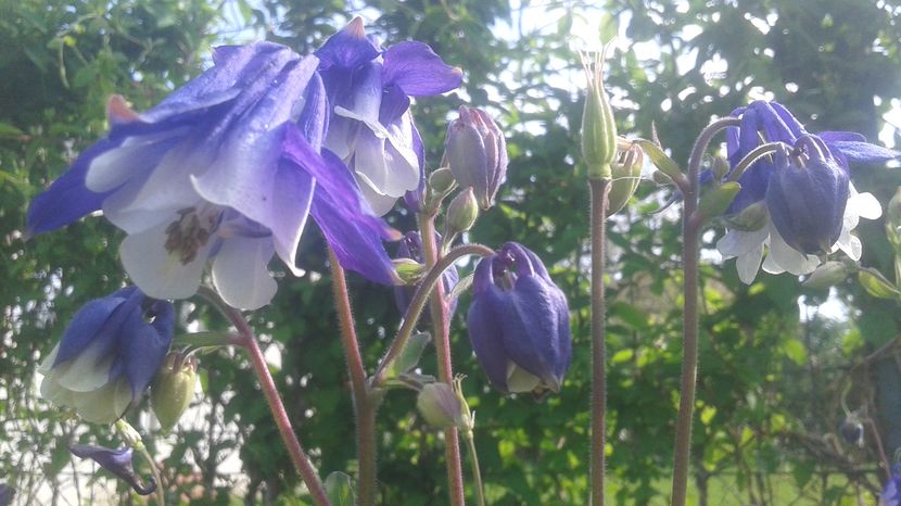 - aquilegia 2017