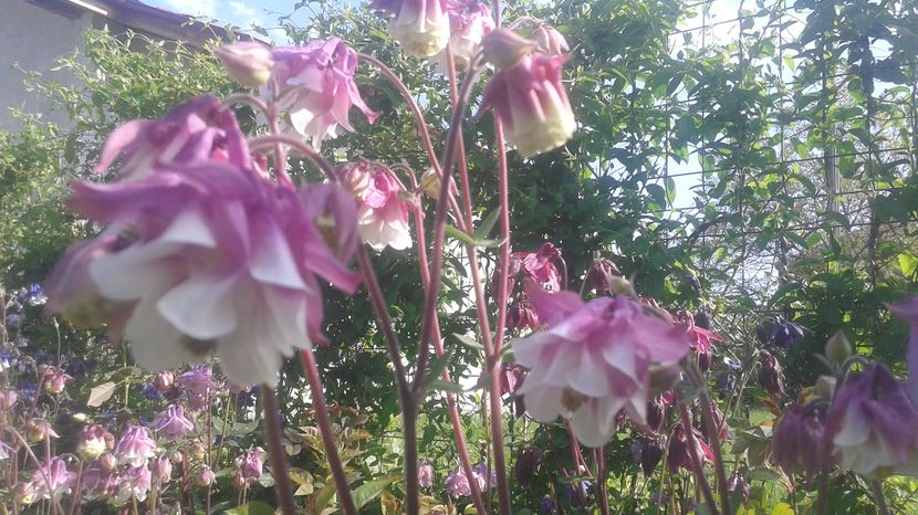  - aquilegia 2017