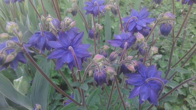  - aquilegia 2017
