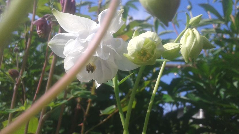  - aquilegia 2017