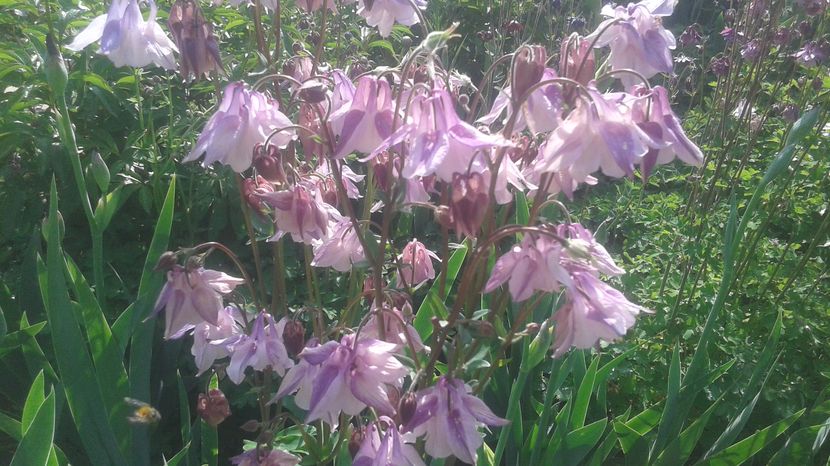  - aquilegia 2017