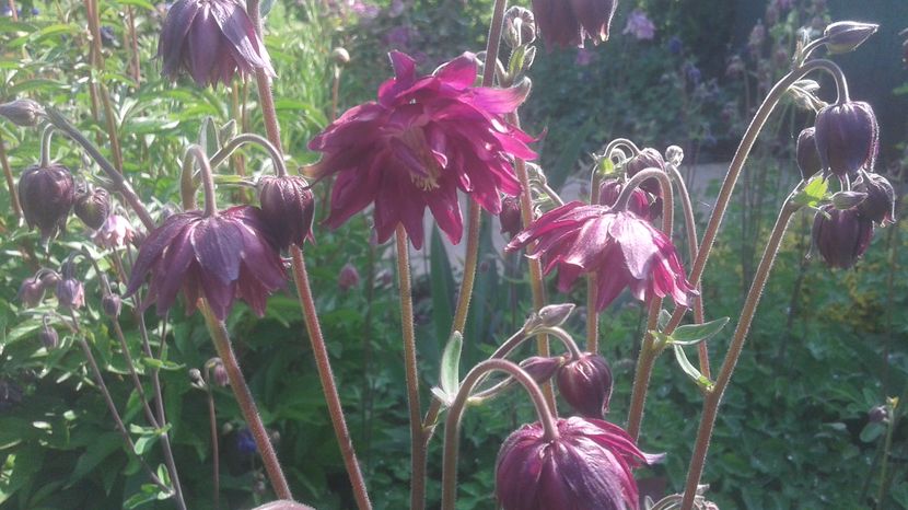  - aquilegia 2017