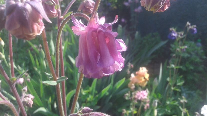  - aquilegia 2017